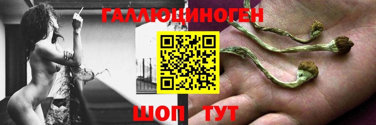 Псилоцибиновые грибы Psilocybe Майкоп